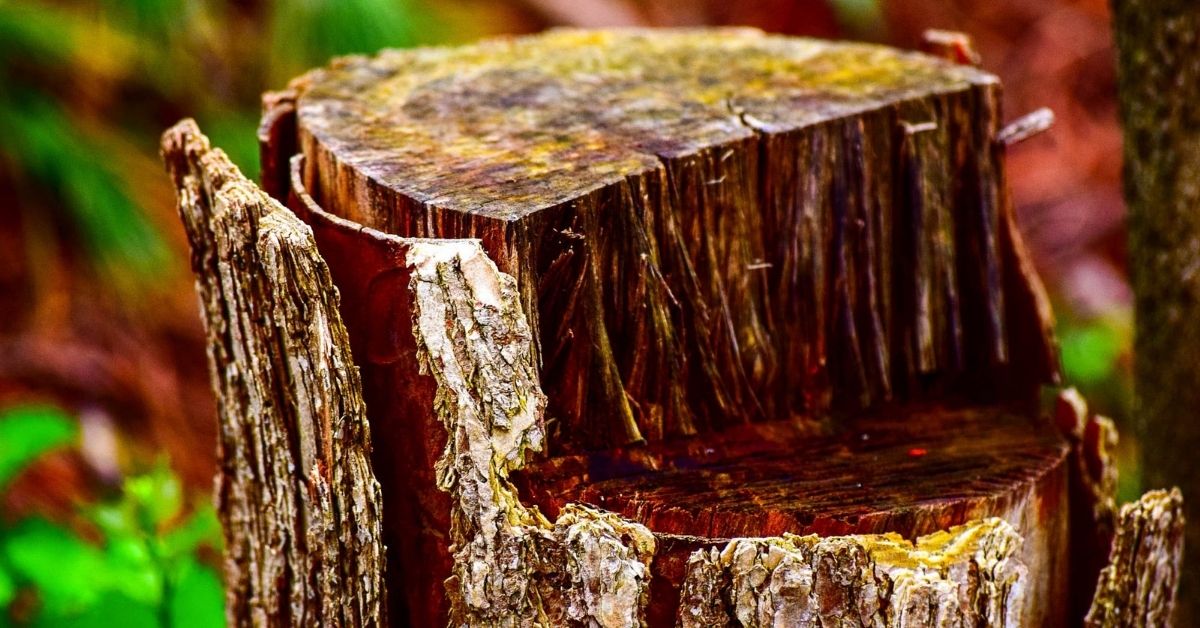 how to rot a tree stump fast australia